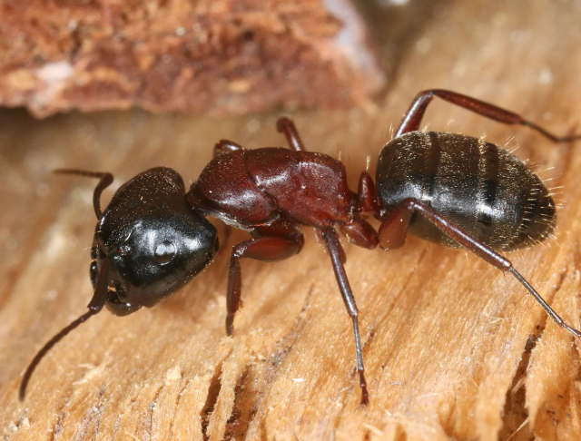 Camponotus ligniperda